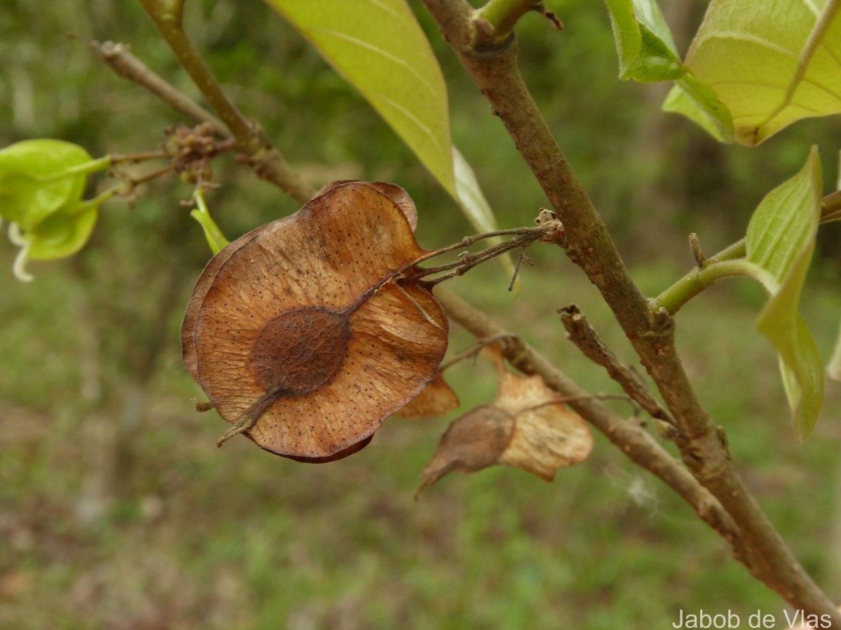 Holoptelea integrifolia (Roxb.) Planch.